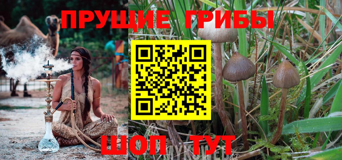 купить   Галлюциногенные грибы Psilocybe  Вход с VPN  Белореченск 